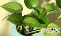 绿罗兰可以放卧室里面吗? 绿罗兰可以放卧室里面吗