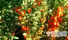 摘枸杞需要准备什么 摘枸杞需要准备哪些东西