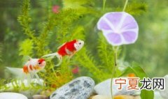 鱼缸需要一直打氧吗 鱼缸需要一直打氧不断吗