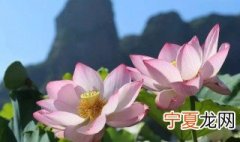 中国白莲之乡是广昌还是石城 中国白莲之乡不是石城吗