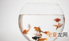 新手养银龙鱼注意什么 新手养银龙鱼注意哪些