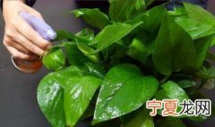 啤酒浇绿萝的正确方法 啤酒浇绿萝的正确方法是什么