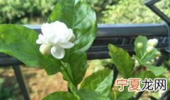 茉莉花要几年才能开花 茉莉花种植几年开花