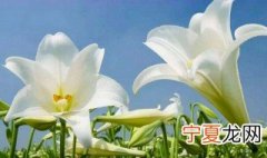 百合花养护方法 百合花怎么养