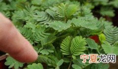 含羞草为什么一碰就会合上叶子,正确解说 含羞草为什么一碰就会合上叶子