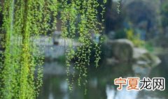 柳树是什么季节发芽 柳树发芽的季节