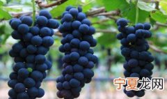 葡萄施有机肥方法 葡萄怎么施有机肥