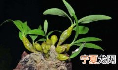 石斛的养殖方法和注意事项 石斛的养殖方法和注意事项介绍