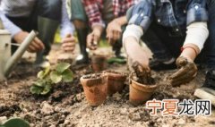 满天星适合在北方庭院种植吗 满天星北方可以种植吗