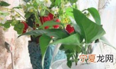 玻璃翠可以放卧室吗 花卉玻璃翠能放家里吗
