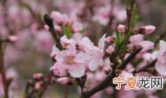 桃花栽培方法 桃花怎么栽培