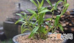 石斛种植方法 石斛怎么种植