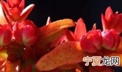 火祭爆盆最简单方法 需要学会这几招