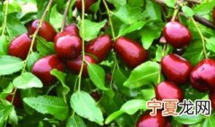 红枣养殖方法 枣树的养殖方法介绍