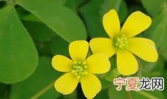 酢浆草上盆方法 酢浆草换盆流程分享