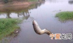 钓黑鱼用什么饵最好 钓黑鱼用什么饵