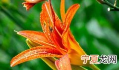 野百合的花语与寓意 野百合的花语与寓意分享