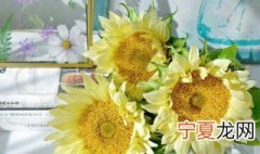 太阳花的寓意和花语 太阳花的寓意介绍