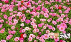 百日菊的花语和寓意 百日菊的花语和寓意分享