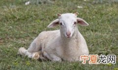 羊腰子是羊的睾丸吗 羊腰子和羊睾丸的区别