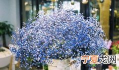 满天星花语和寓意蓝色 蓝色满天星花语和寓意