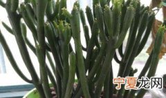 膨珊瑚花语寓意 关于膨珊瑚花语的寓意