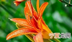 黄百合花的花语和寓意 黄百合花的花语和寓意分享