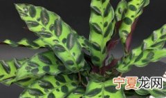 猫眼竹芋花语有何寓意 猫眼竹芋花语的寓意