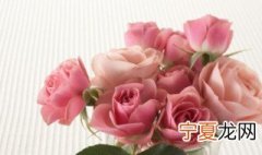 月季花花语及寓意 关于月季花花语及寓意