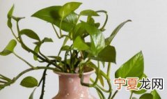 种植绿萝需要什么土 培植绿萝用什么土最好