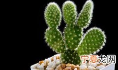 仙人掌花语象征与寓意 关于仙人掌花语象征与寓意