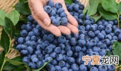 蓝莓的清洗方法 清洗蓝莓的方法介绍