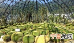 芝麻掌栽培方法 芝麻掌栽培方法简述