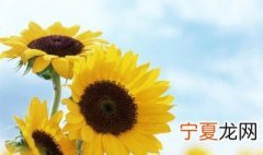 向日葵代表什么含义 给大家介绍一下