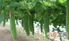 无公害蔬菜的标准是什么 无公害蔬菜的标准简述