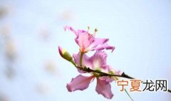 羊蹄甲北方好活吗 羊蹄甲北方容易活吗