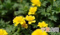 孔雀草种植时间和方法 关于孔雀草种植时间和方法