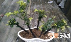 小叶紫檀种植方法和注意事项 小叶紫檀种植方法分享