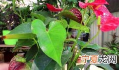 红掌叶子发黄干枯怎么补救 红掌叶子发黄干枯如何补救