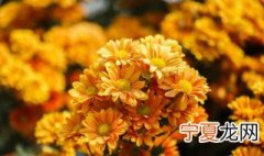 菊花用在什么场合? 菊花在什么场合用