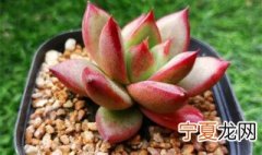 多肉僵苗后该怎么处理 多肉僵苗后怎么办呢