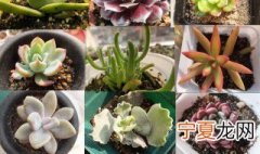 多肉长黑色霉菌怎么办 多肉长黑色霉菌怎么解决