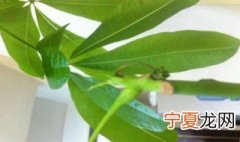 发财树有虫子怎么治 发财树有虫子怎么办