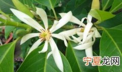白玉兰的养殖方法和注意事项水养 白玉兰怎么养殖