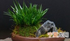 菖蒲草怎么养 菖蒲草如何养