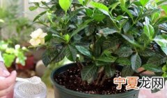 四季栀子花怎么养护 四季栀子花如何养护