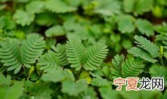 含羞草怎样养才能茂盛 含羞草养茂盛方法