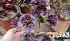 法师叶子上有黑点是怎么回事 法师叶子上有黑点是什么情况