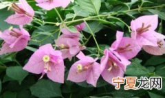 叶子花花语寓意 关于叶子花花语介绍
