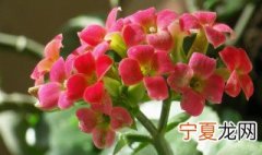 长生花的花语及寓意 关于长寿花的花语介绍